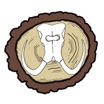 Mammoth Oak Brewing_logo